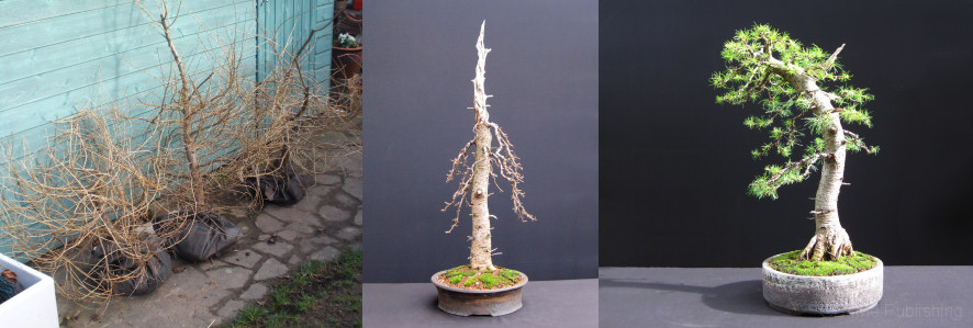bonsai book larch